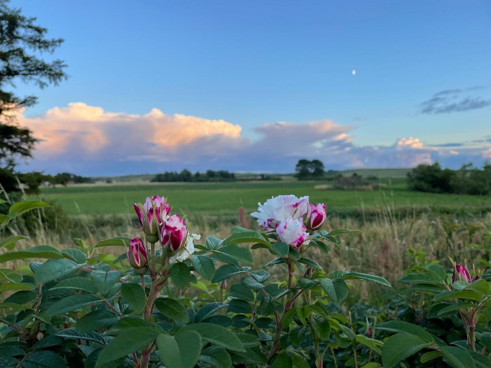 Droemhus Pa Oesterlen Glemminge Esterno foto